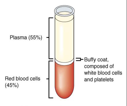 platelets blood cells. Formation of Blood Cells