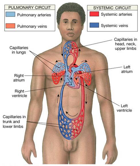 conducting system of heart. Intrinsic Conduction System