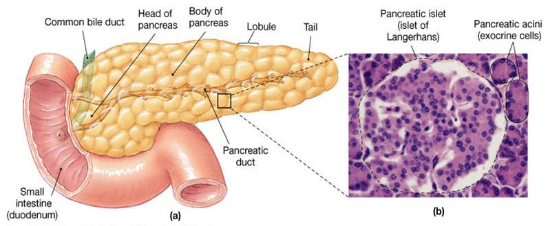 Location of pancreas