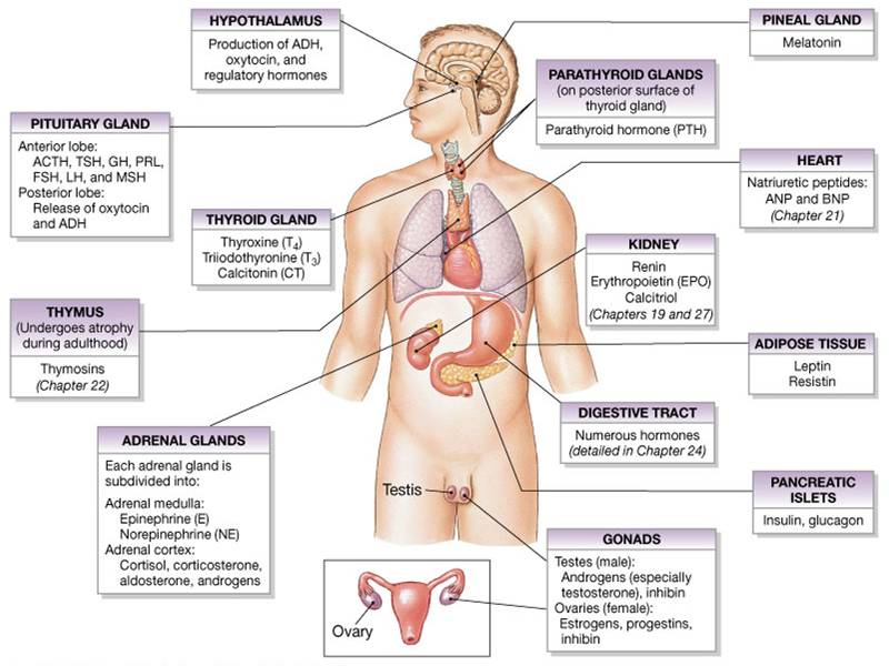 Major Endocrine Organs