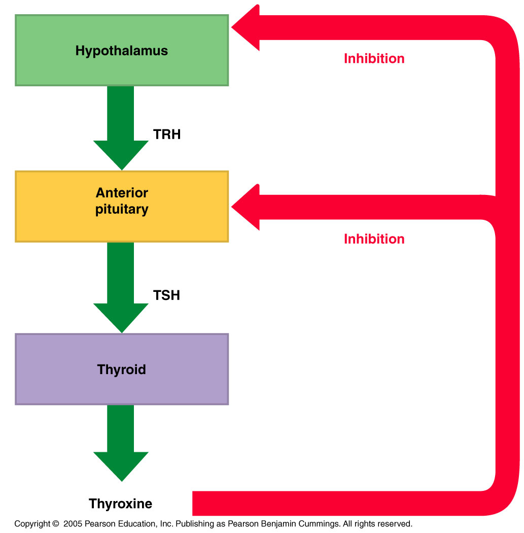 Thyroid Hormone Feedback Overview