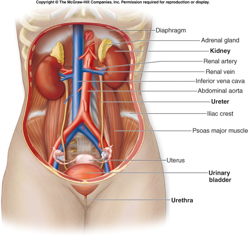 Kidneys Anterior View