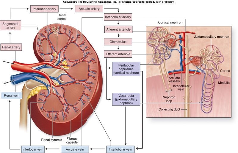 Blood Supply to Kidney