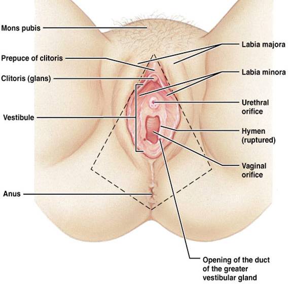 Process Of Intercourse With Diagram 21