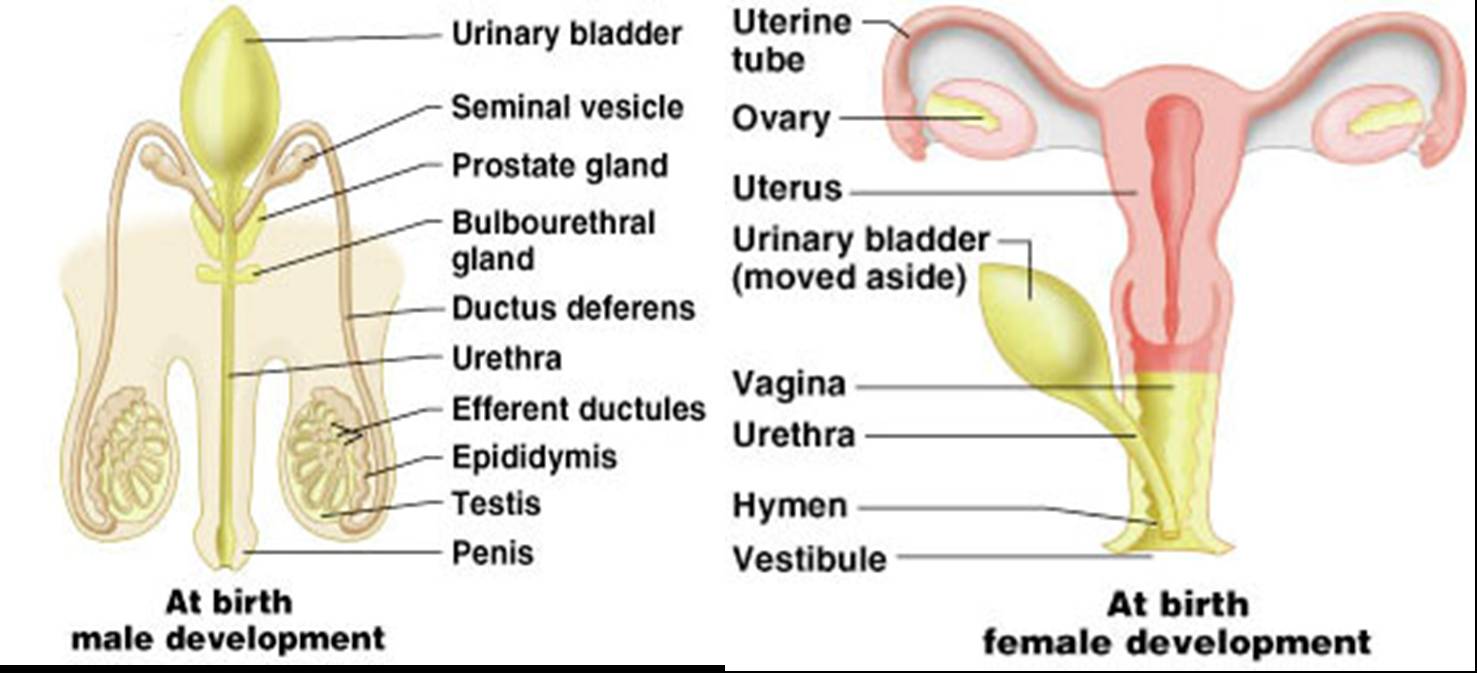 Male and female sex organs