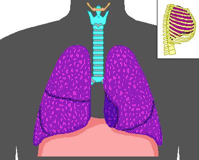 نتیجه تصویری برای ‪Respiratory System animation gif‬‏