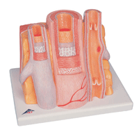 C5 - Artery and Vein Microanatomy