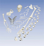 S2 - Disarticulated Bones
