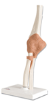 J4 - Elbow Joint