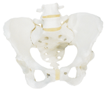 S8 - Female Pelvic Skeleton