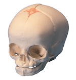 S5 - Fetal Skull
