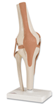 J3 - Knee Joint