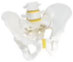 S9 - Male Pelvic Skeleton