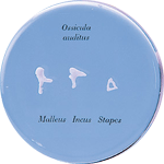 SS8 - Auditory Ossicles