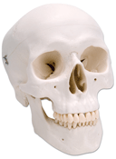 S6 - Classic Skull