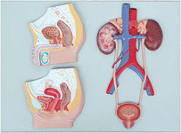 U6 - Pelvis & Urinary System