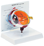 SS2 - Basic Eye Model