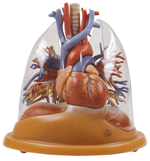 Somso C2 - Heart Lung Model