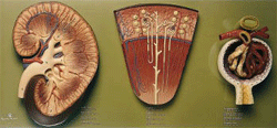 U2 - Kidney, Nephron & Glomerulus