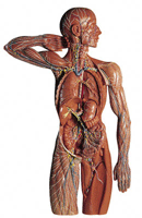 L1 - Somso Lymphatic System