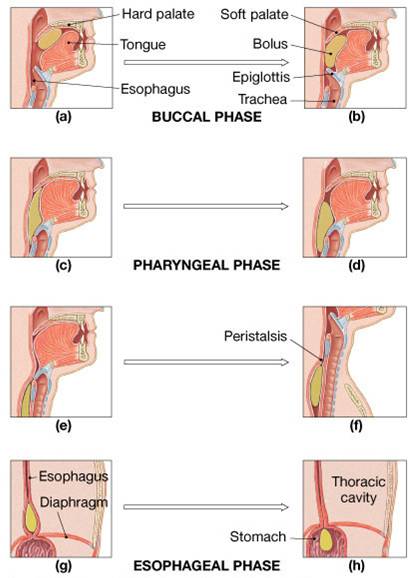 Associate Degree Nursing Physiology Review upper esophageal sphincter diagram 
