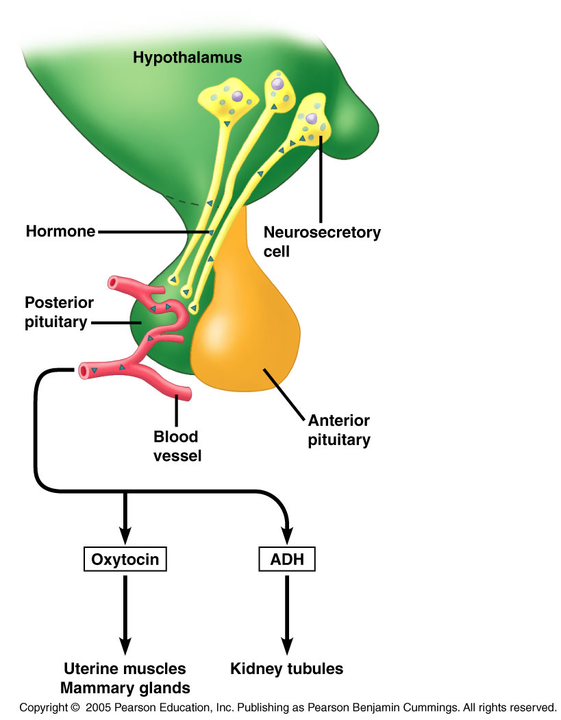 Posterior Pituitary Hormones