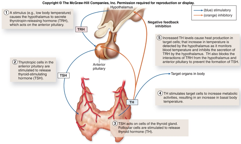 Thyroid Hormone Feedback with details