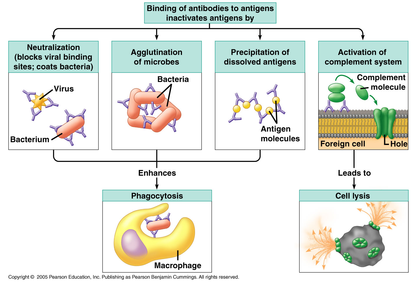 Binding of antibodies to antigens-effector mechanisms