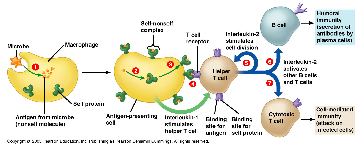 Activation of helper T cells and its roles in immunity