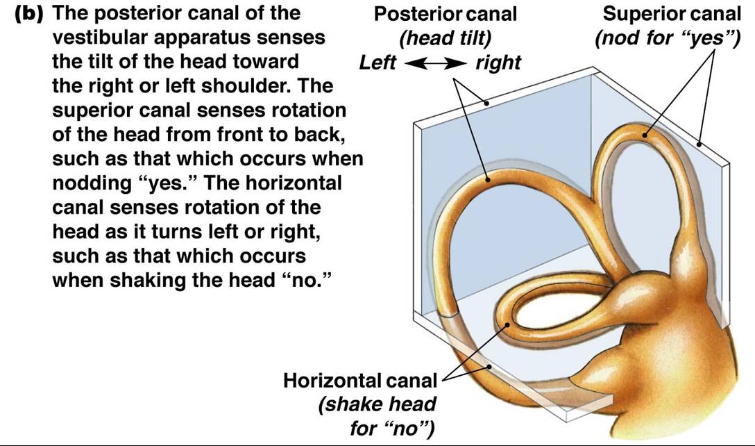 Semicircular Canals Movement