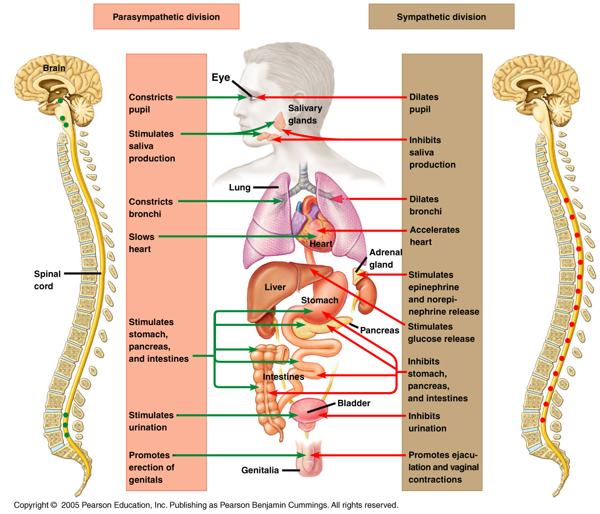Comparison of the effects of the sympathetic and parasympathetic divisions of the autonomic nervous system