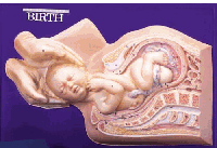 REP11 - Birth Model