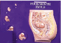 REP9 - Four Month Fetus
