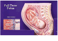 REP10 - Full Term Fetus