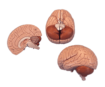 N2 - Human Brain