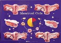 REP6 - Menstrual Cycle