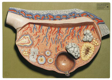 REP12 - Relief Model of the Ovary