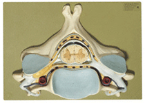 N4 - Fifth Cervical Vertebrae