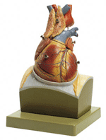 C3 - Somso Heart on Diaphragm Model