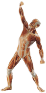 M5 - Muscle Figure