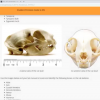 ACC Biology - Cat skull
